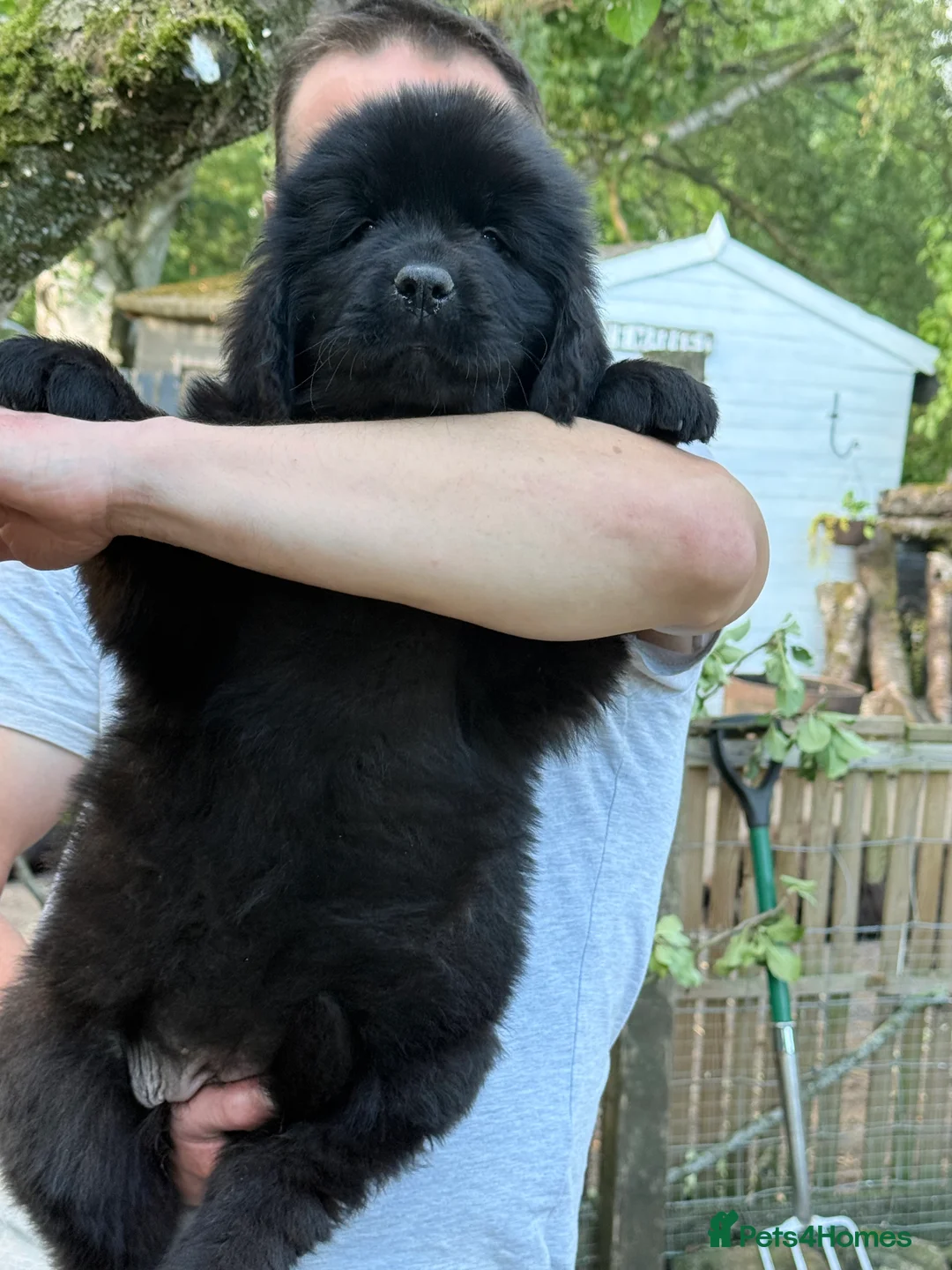 Newfoundland dogs for sale: Newfoundland puppies (waiting list enquiries only) - Advert 19