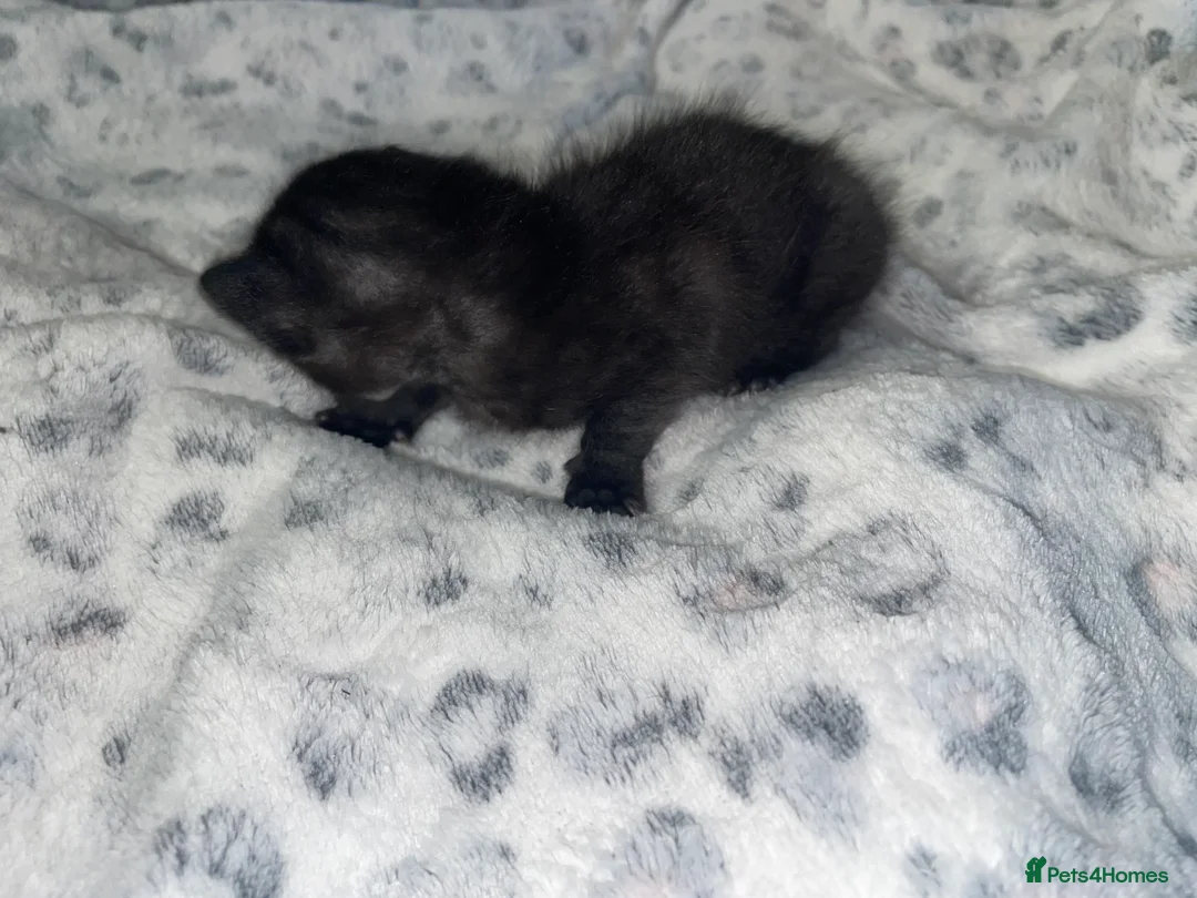 Mixed Breed cats for sale: Beautiful black kitten - Advert 10