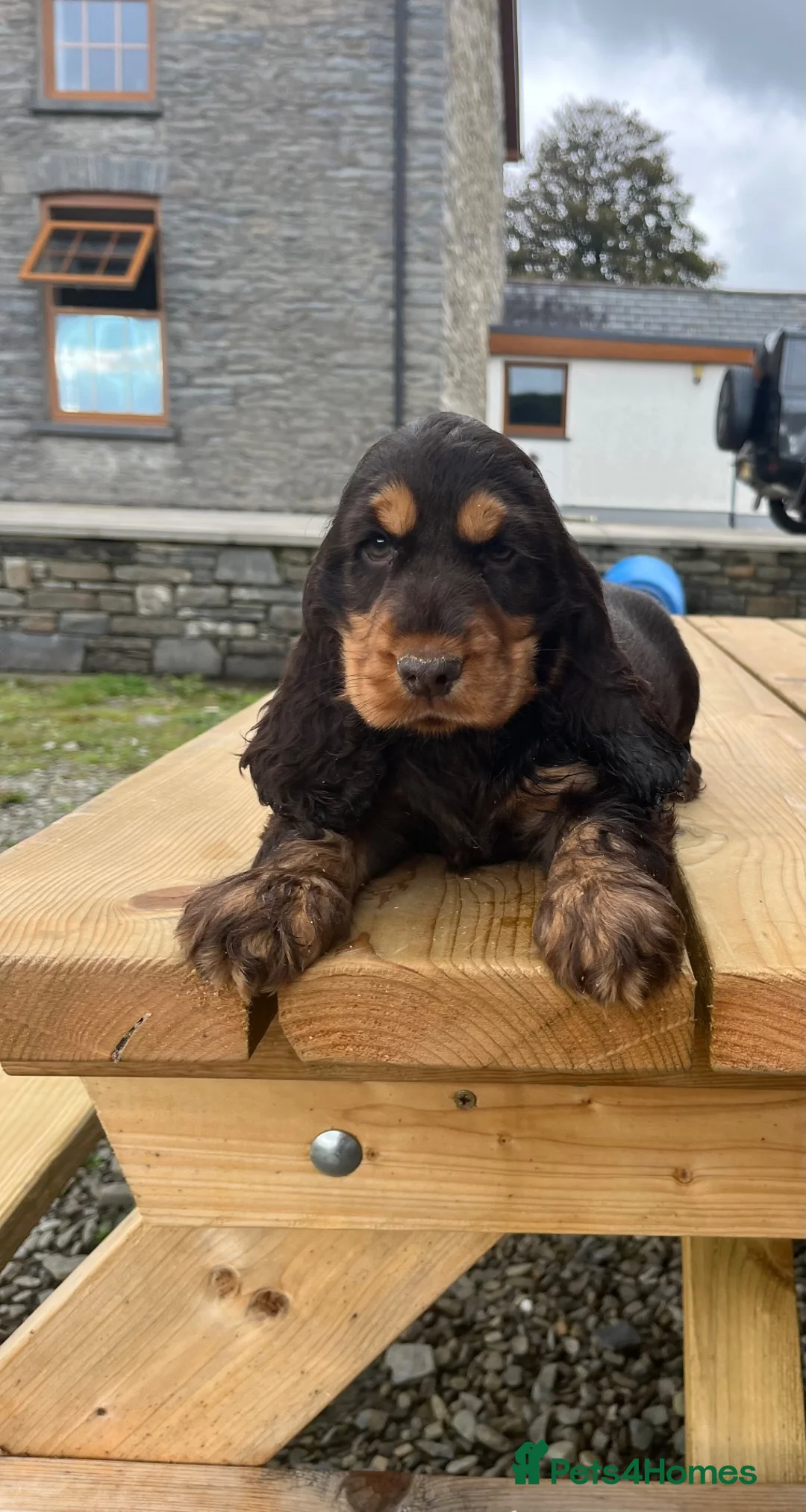 Cocker Spaniel dogs for sale: Health tested kennel club reg choc & tan puppies - Advert 1