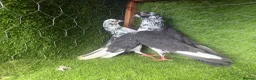 Pigeons birds for sale: Vaccinated Pakistani Pigeons – 20 Pairs - Advert 16
