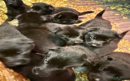 German Shepherd dogs for sale: KC Reg Working Line GSD pups. - Image 20