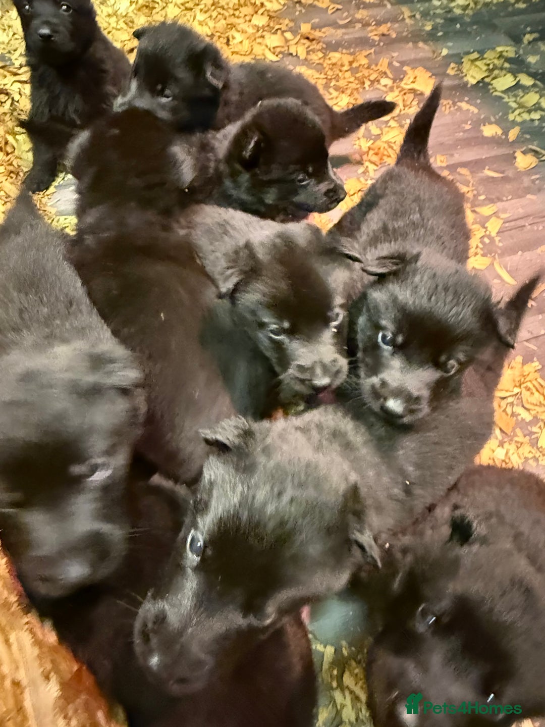 German Shepherd dogs for sale: KC Reg Working Line GSD pups. - Image 20