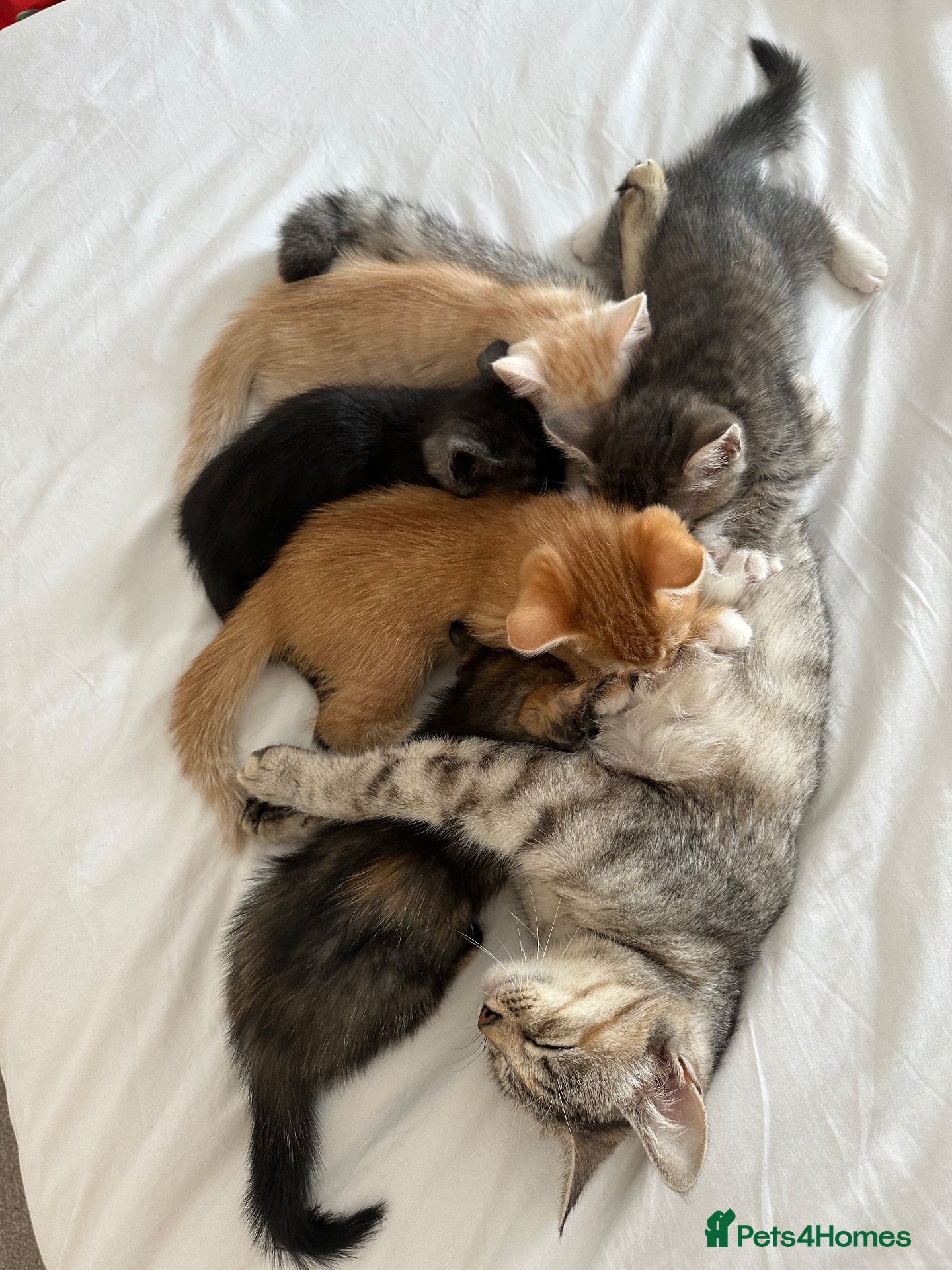 Mixed Breed cats Beautiful kittens - Advert 1