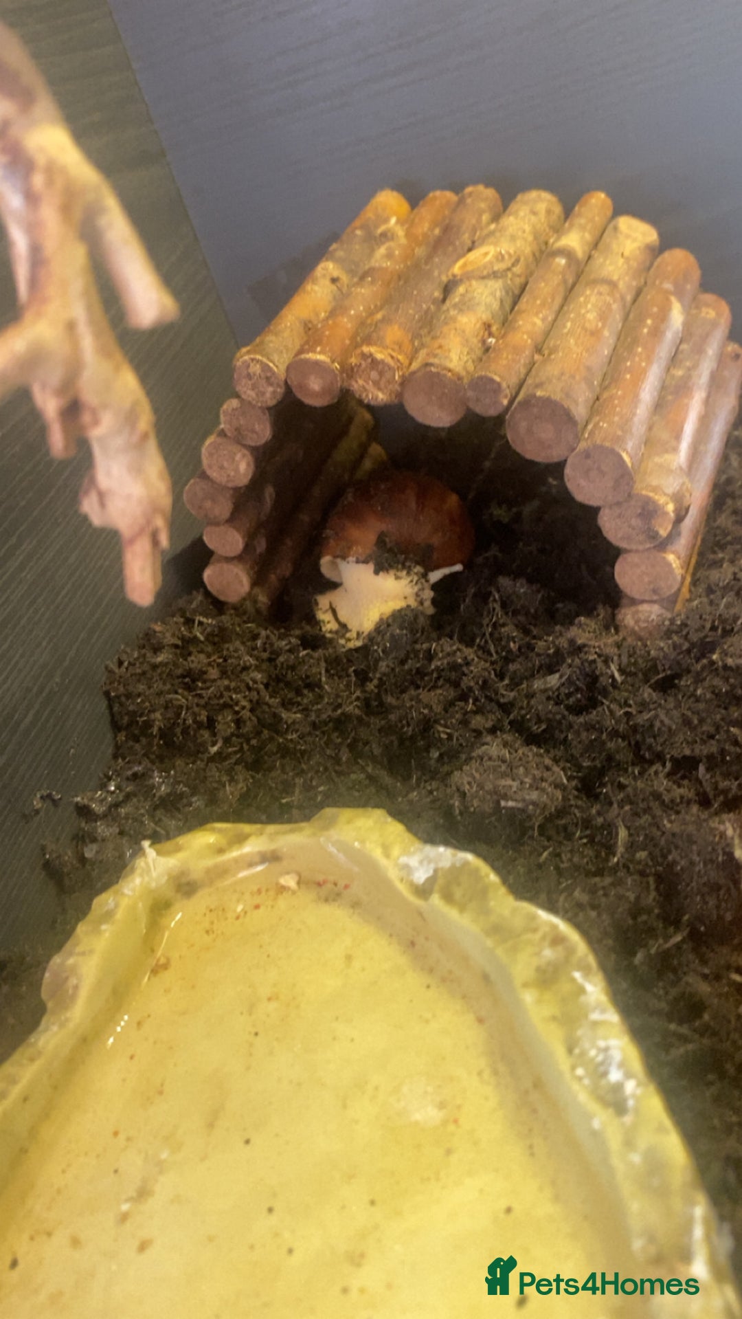 Snails invertebrates for sale: African land snails - Advert 3