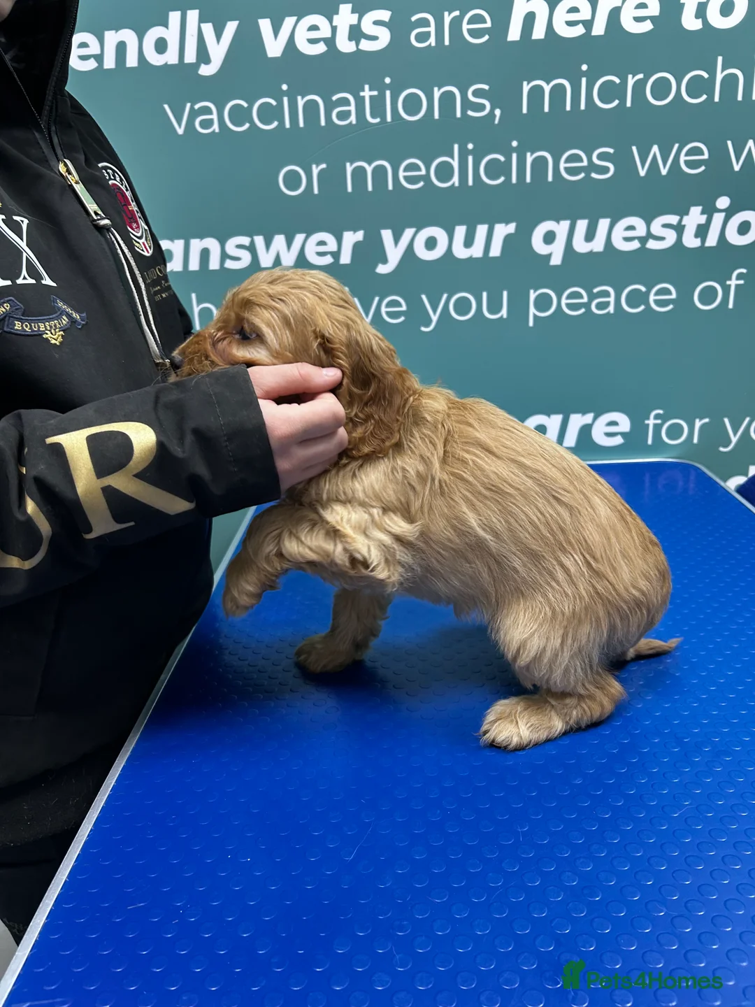 Cockapoo dogs for sale: F1 cockapoos  - Advert 20