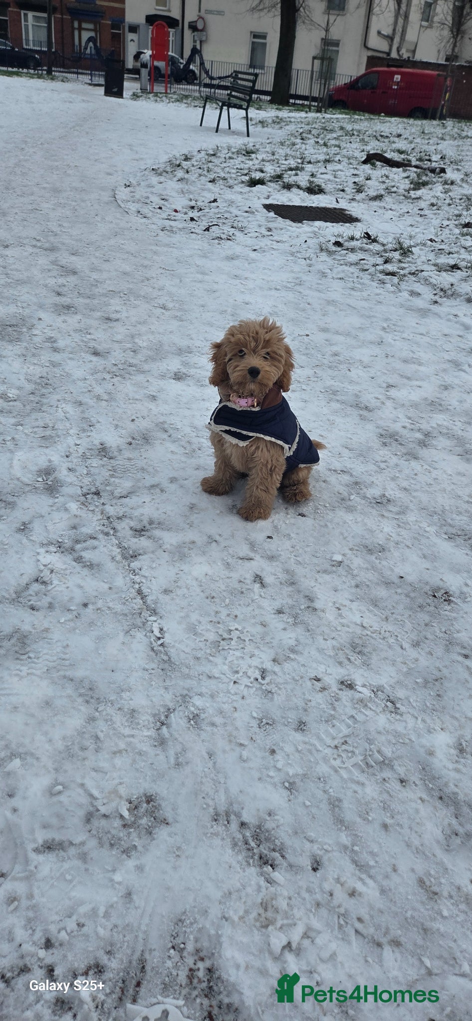 Maltipoo dogs Puddle mini Maltipoo  - Advert 2