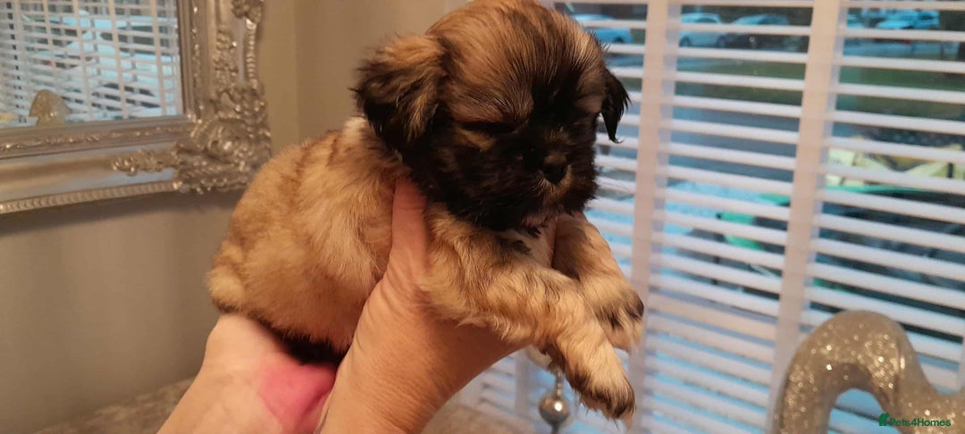 Lhasa Apso dogs for sale: Beautiful KCreg Lhasa Apso - Image 10