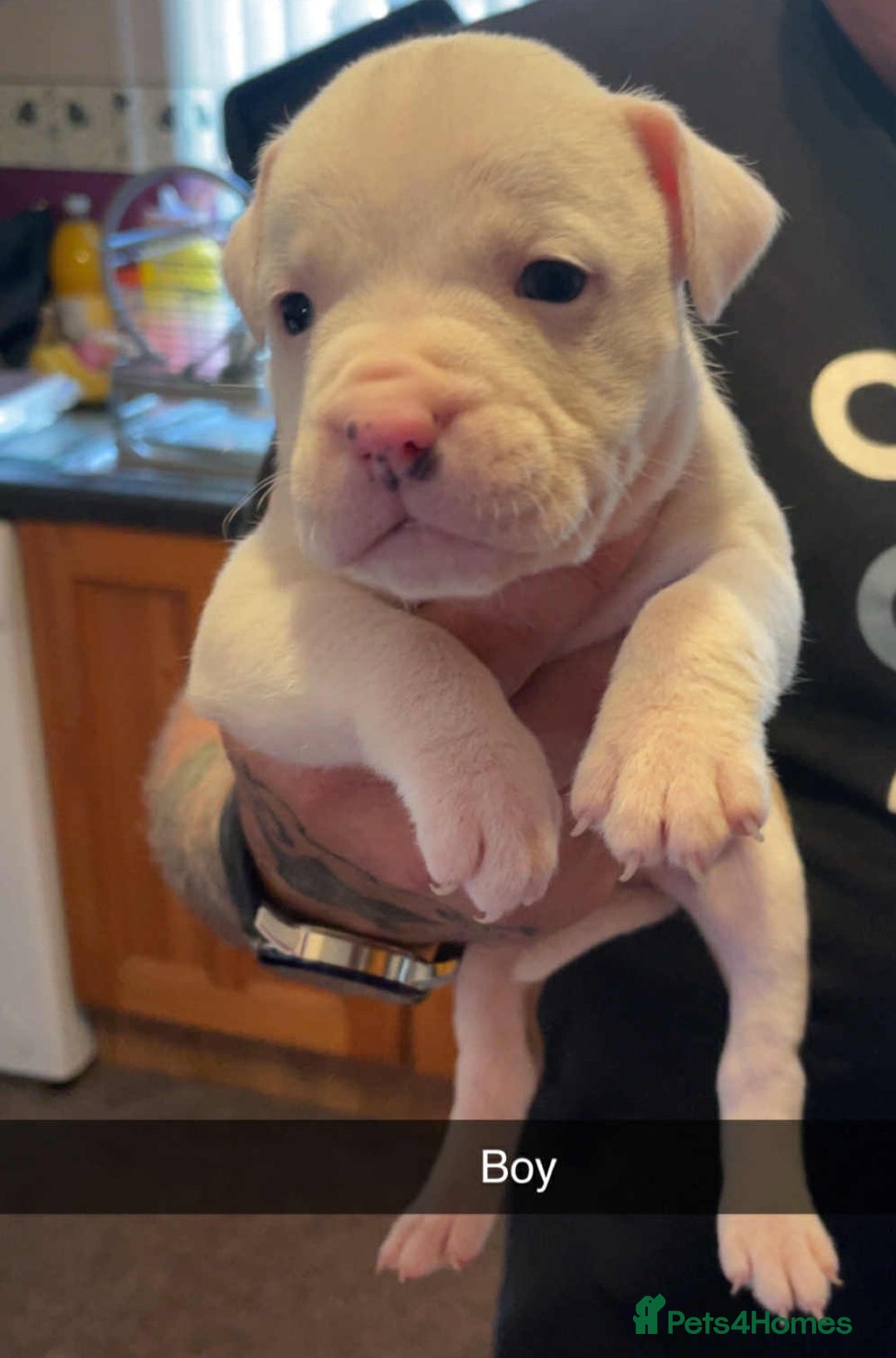 Mixed Breed dogs for sale: Staffy cross pocket bully puppies - Image 3