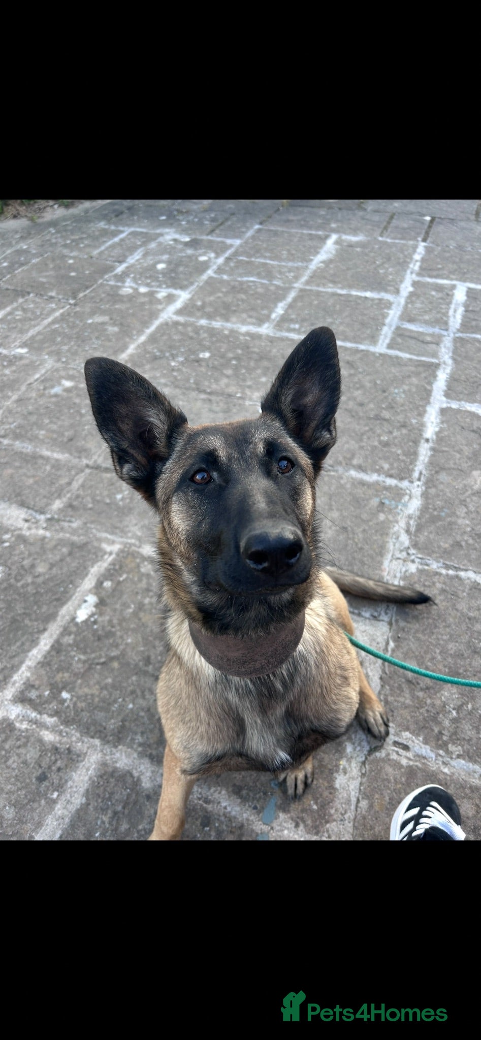 Mixed Breed dogs Belgian malanios X German Shepard Puppies  - Advert 2