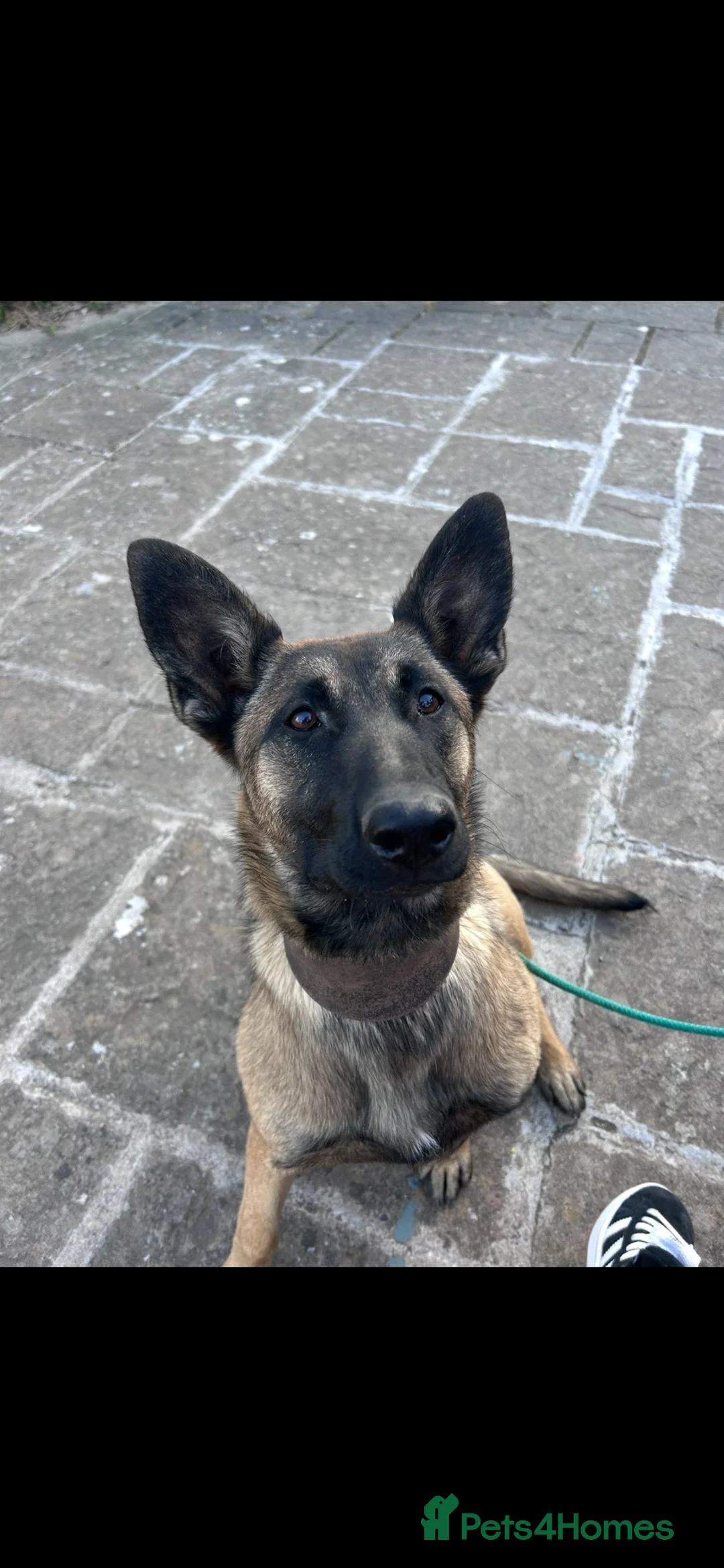 Mixed Breed dogs for sale: Belgian malanios X German Shepard Puppies  in Hereford - Advert 1
