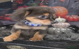 Mixed Breed dogs for sale: Pomweenies 💕💕 - Image 16