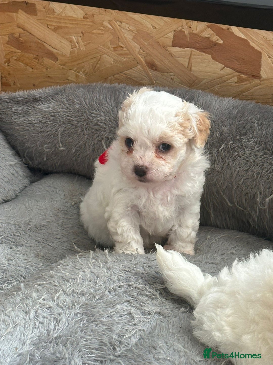 Bichon Frise dogs for sale: Bichon Maltese - Advert 7
