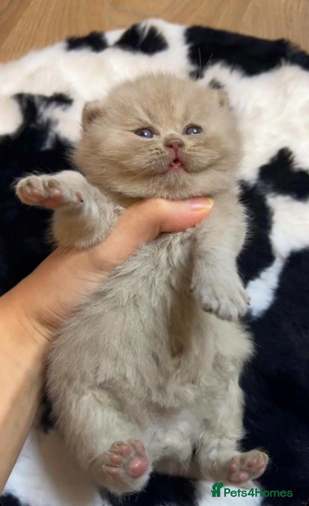 British Shorthair cats for sale: 100% Pure Pedigree Champion line Bsh Reg. Kitten - Advert 16
