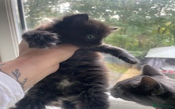 Mixed Breed cats for sale: Russian Blue X kittens  - Image 2