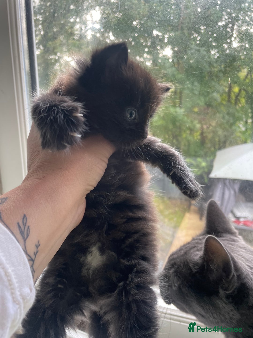 Mixed Breed cats for sale: Russian Blue X kittens  - Image 2