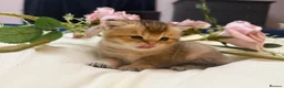 British Shorthair cats for sale: Beautiful British Shorthair Kittens  - Advert 11