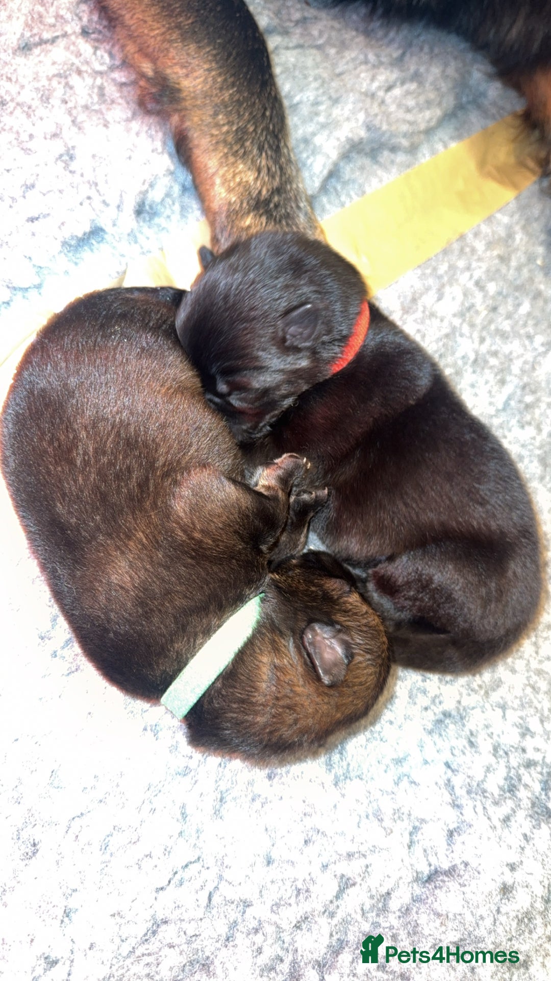 German Shepherd dogs for sale: Pedigree, Czech Line, Straight Back - Advert 10