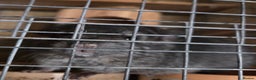 Chinchilla rodents for sale: Baby Male chinchilla for sale  - Advert 2