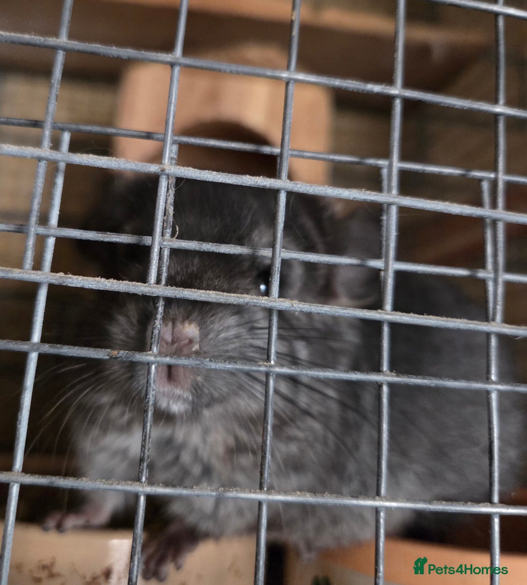 Chinchilla rodents for sale: Baby Male chinchilla for sale  - Advert 2