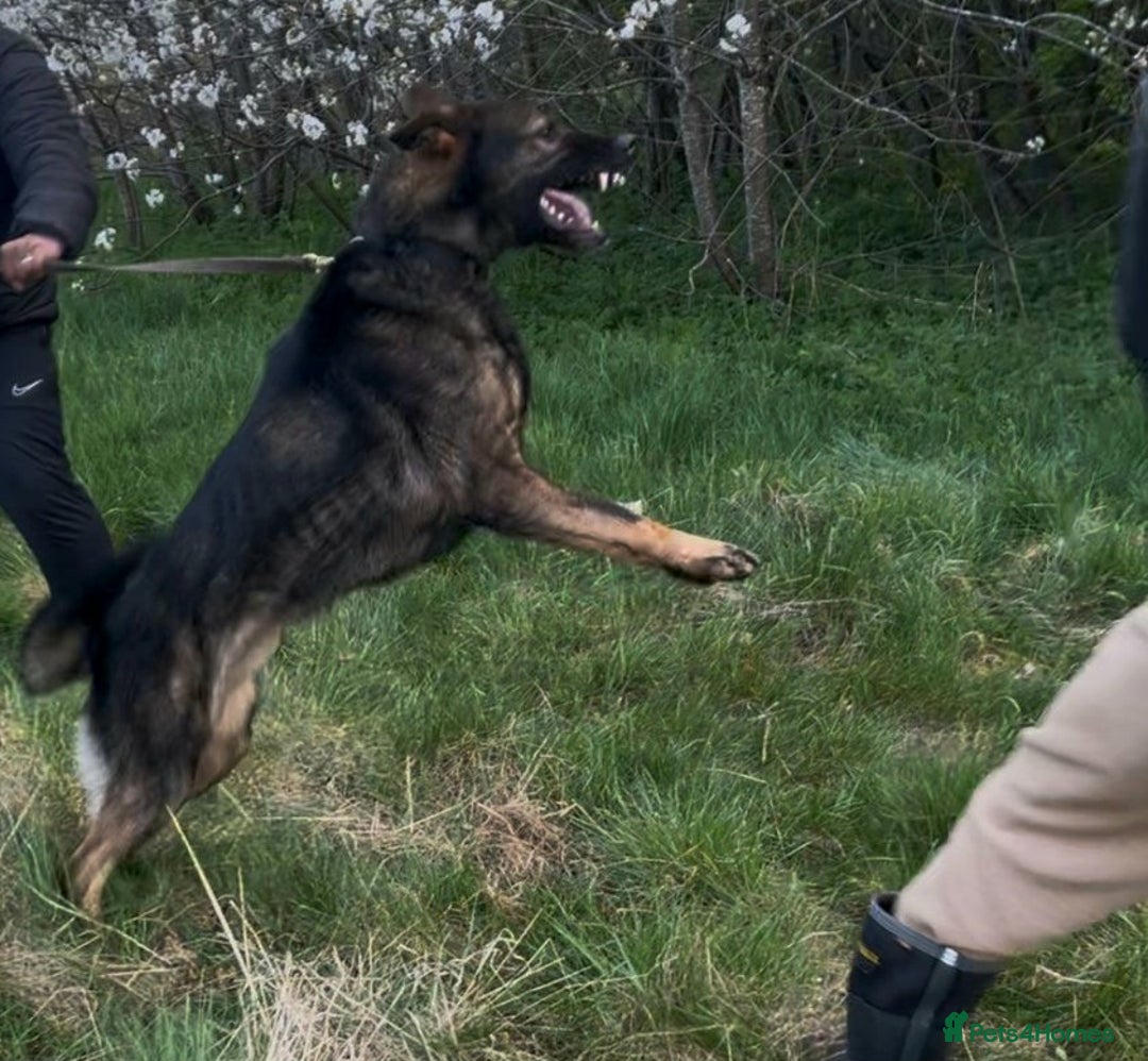 German Shepherd dogs for stud: CZECK LINE GERMAN SHEPHERD FOR STUD DUTIES ONLY  - Image 6