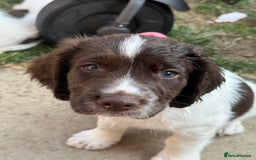 English Springer Spaniel dogs for sale: Springer spaniel pups  in Tonbridge - Image 16