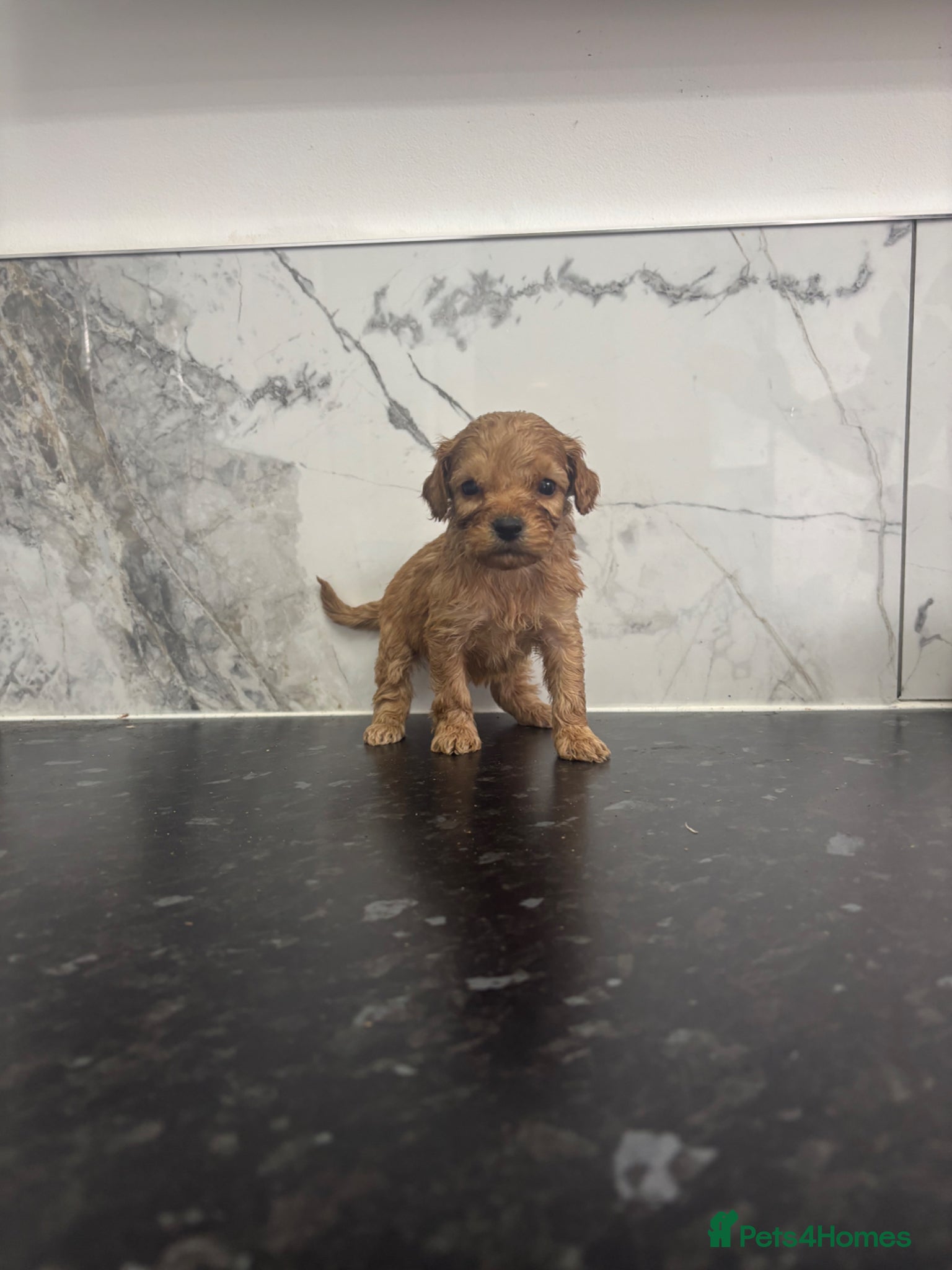 Maltipoo dogs for sale:  Fox red Quality maltipoo puppies - Advert 7