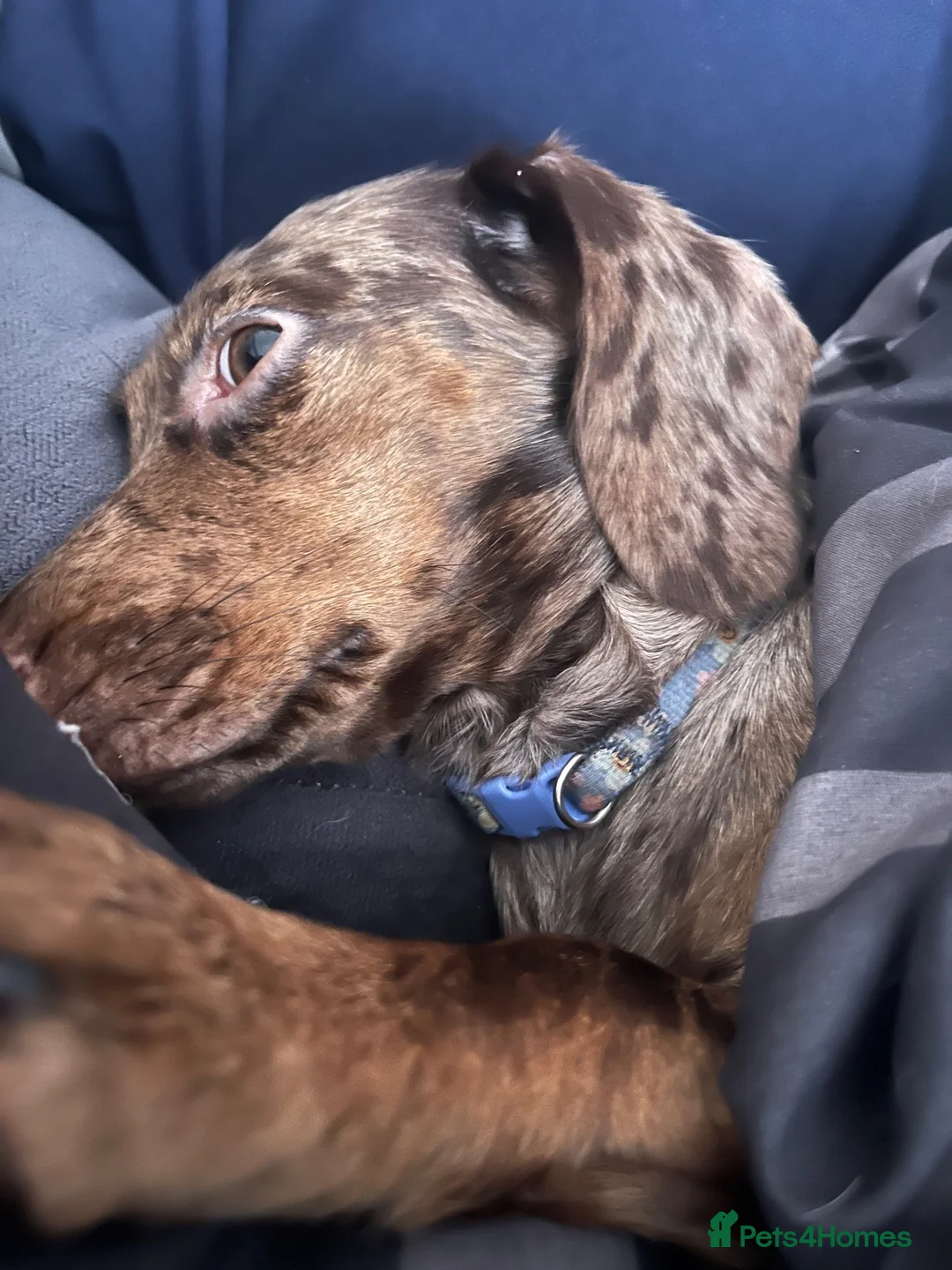 Mixed Breed dogs for sale: English springer spaniel cross dachshund  - Advert 1