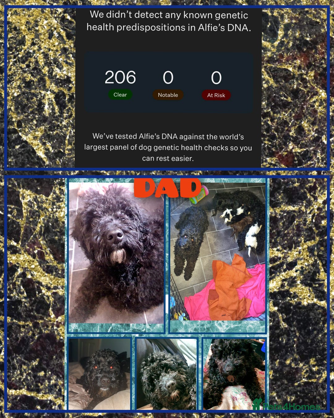 Cockapoo dogs for sale: 🎃PUMPKIN & RAVEN🐦‍⬛ - Image 5