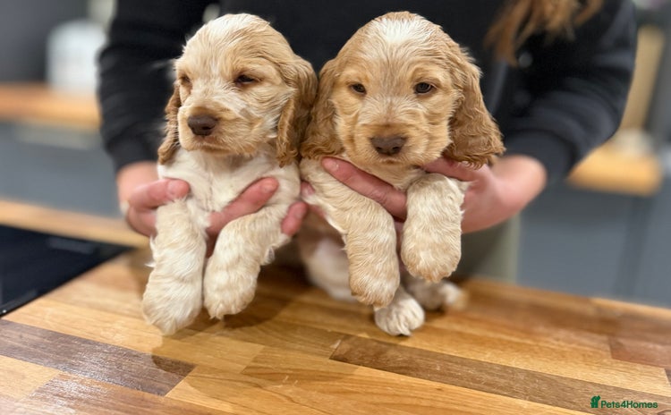 Cocker Spaniel dogs - Advert 14