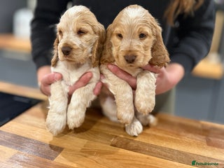 Cocker Spaniel dogs - Advert 35