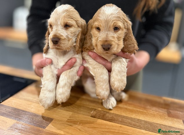 Cocker Spaniel dogs - Advert 14