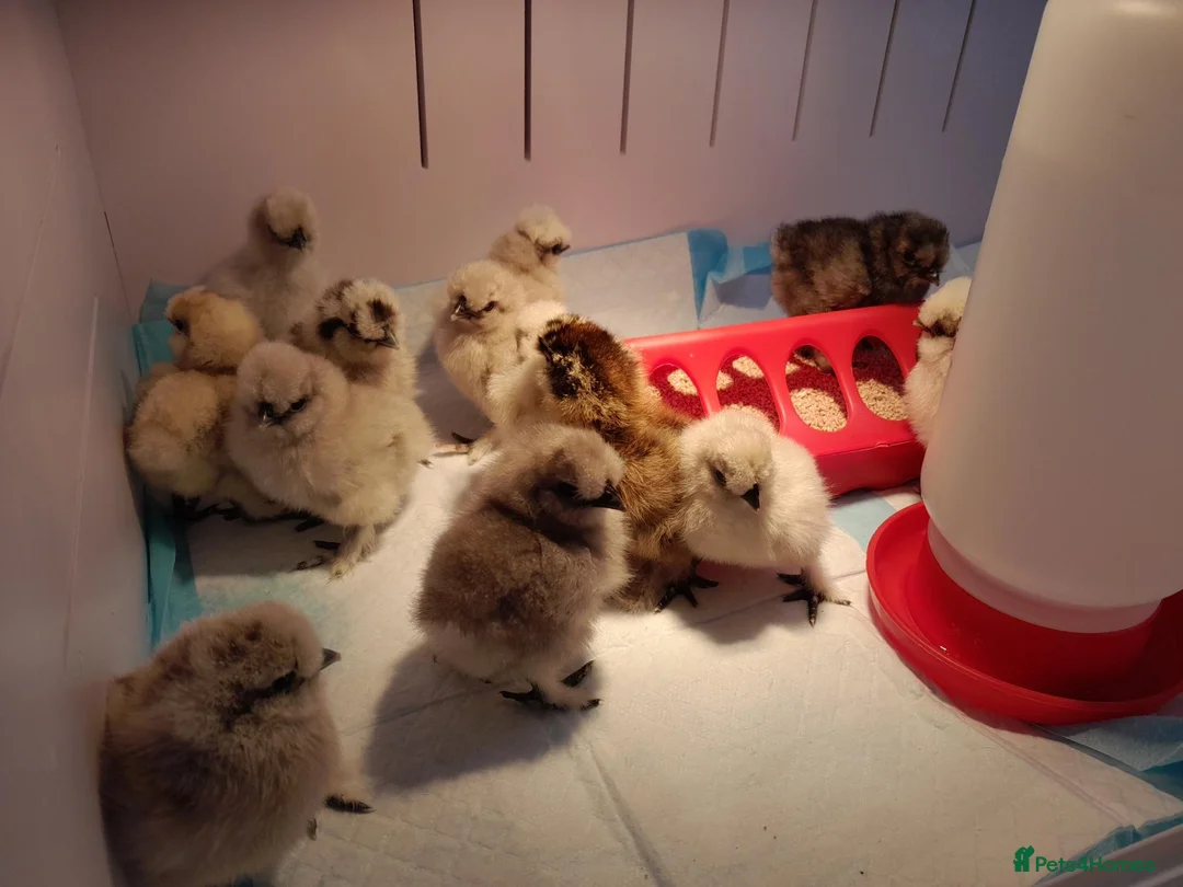 Chickens poultry for sale:  Silkie & Polish Bantam Chicks Available - Advert 5
