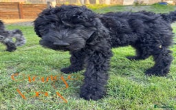 Goldendoodle dogs for sale:  F1b golden doodle puppies ready to go.  in Llandeilo - Image 17
