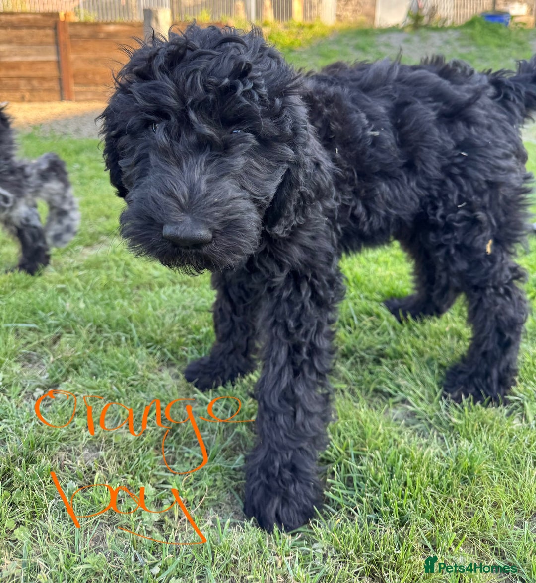 Goldendoodle dogs for sale:  F1b golden doodle puppies ready to go.  in Llandeilo - Image 17