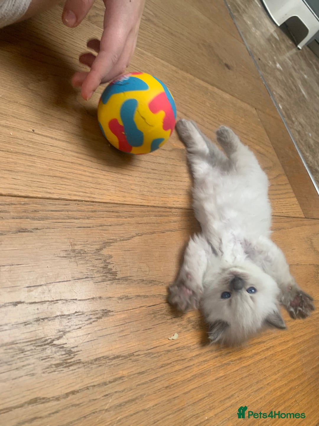 Ragdoll cats for sale: Beautiful Ragdoll kittens looking 4 loving home - Advert 7