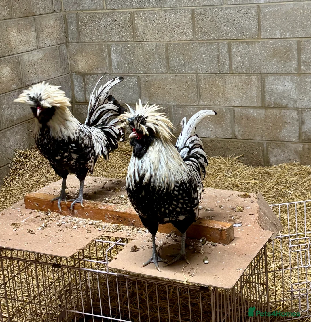 Chickens poultry for sale: Polish Bantam Cockerels x3  - Advert 3