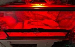 Bearded Dragon reptiles for sale: 6 month old male beared dragon  - Image 2