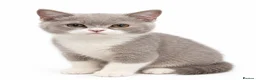 British Shorthair cats for sale: Lilac-Bi siblings - Advert 2