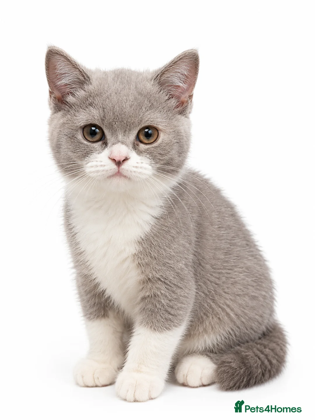 British Shorthair cats for sale: Lilac-Bi siblings - Advert 2
