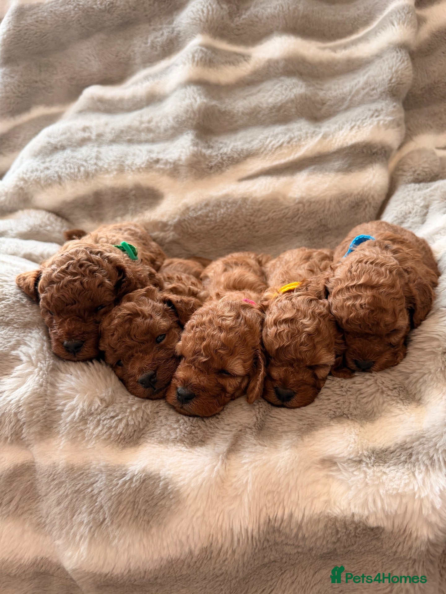Cavapoo dogs 5 Deep Red Cavapoos - Advert 1
