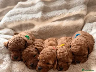 Cavapoo dogs 5 Deep Red Cavapoos - Advert 3