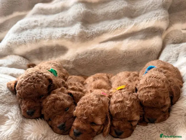 Cavapoo dogs 5 Deep Red Cavapoos - Advert 8