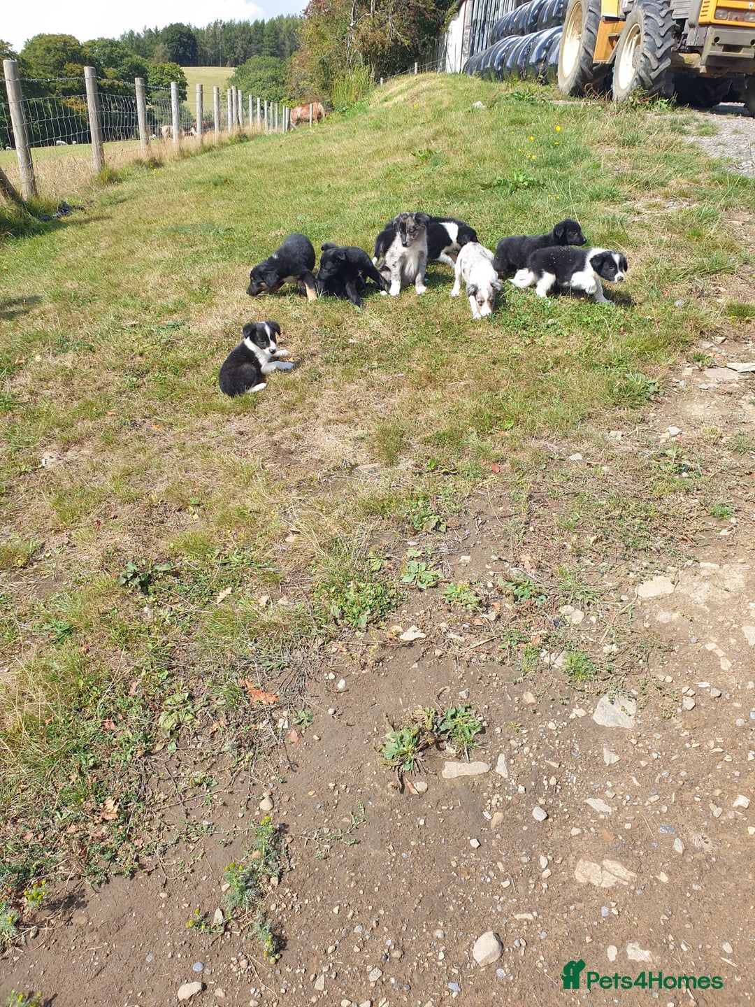 Border Collie dogs for sale: Beautiful border collie puppies  - Image 18