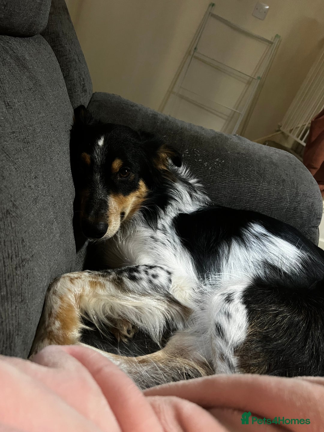 Mixed Breed dogs for sale: Jynx 1Yr4mnth Border Collie looking for right home - Advert 7