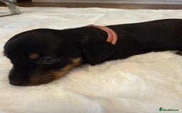 Dachshund dogs for sale: Dachshunds for sale   - Image 6
