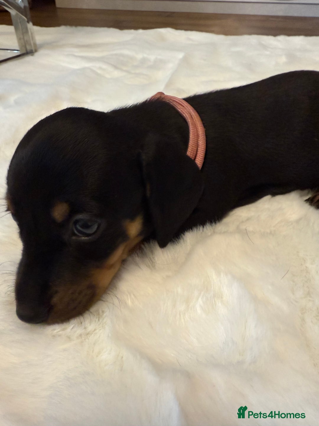 Dachshund dogs for sale: Dachshunds for sale   - Image 6