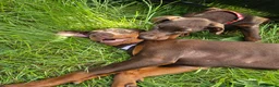Dobermann dogs for sale: 🐕🐾 KC'D Superb little Girl Ready Now! 🏆 🐾 - Advert 4