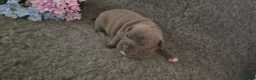 Staffordshire Bull Terrier dogs for sale: BEST OF THE BEST RARE STAFFORDSHIRE BULL TERRIERS - Advert 10