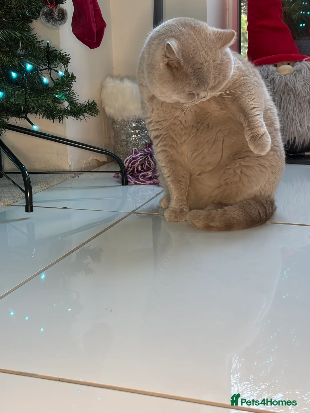 British Shorthair cats for stud: Thorn Stud duties only just 2 years old - Advert 4