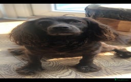 Cocker Spaniel dogs for sale: Working Cocker spaniel pup - Image 4